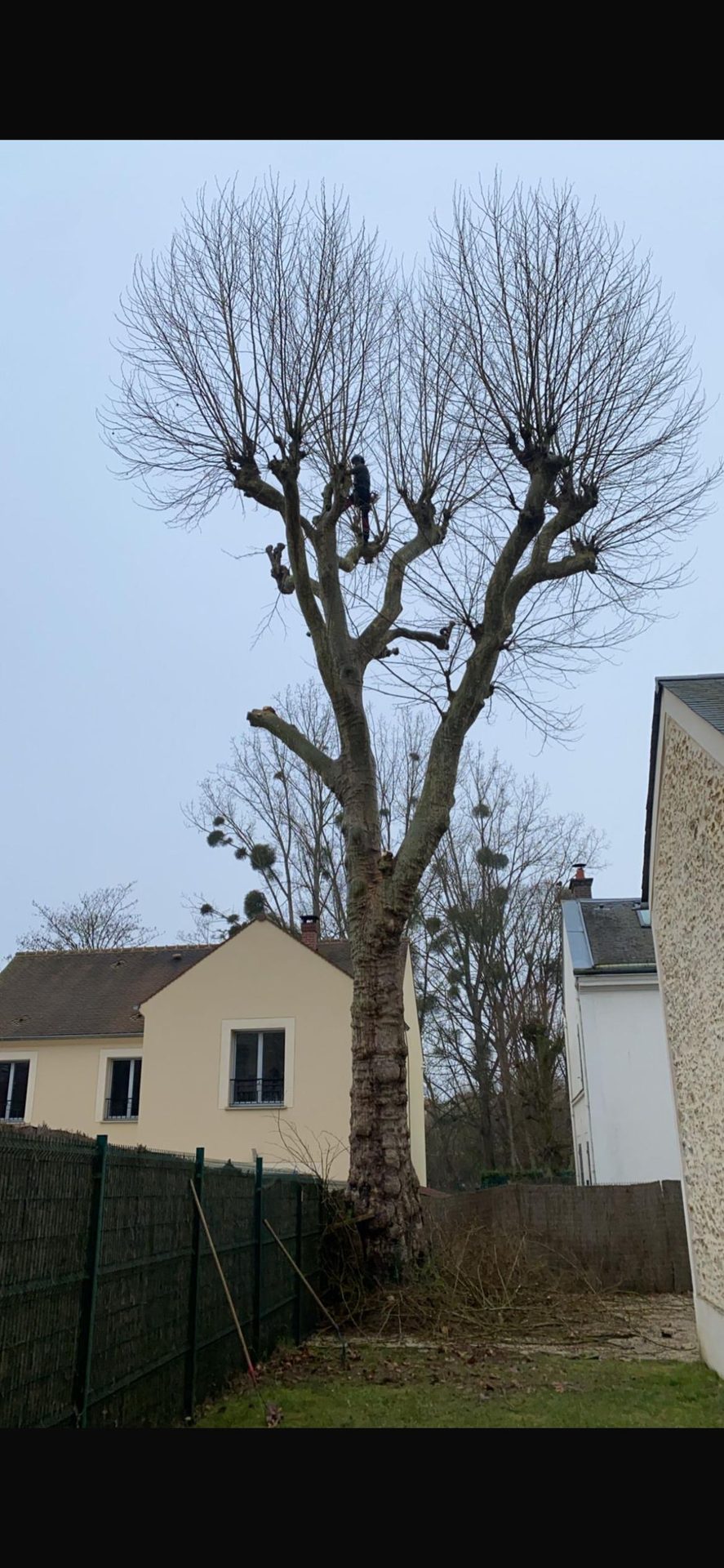 Élagage / Abattage